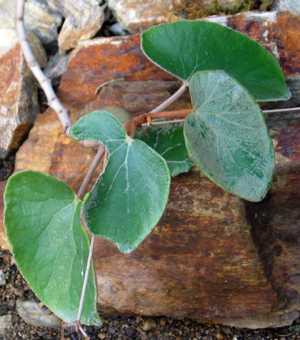 B. kuhlmannii
